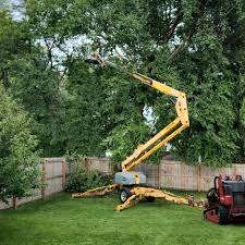 Best Tree Cabling and Bracing  in Ingram, PA