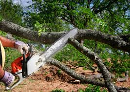 Best Storm Damage Tree Cleanup  in Ingram, PA