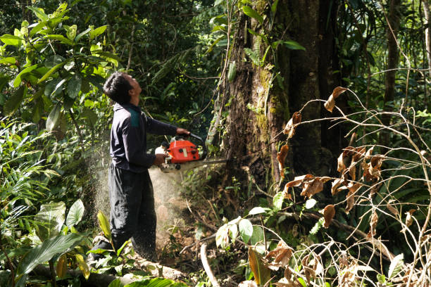 Best Tree and Shrub Care  in Ingram, PA