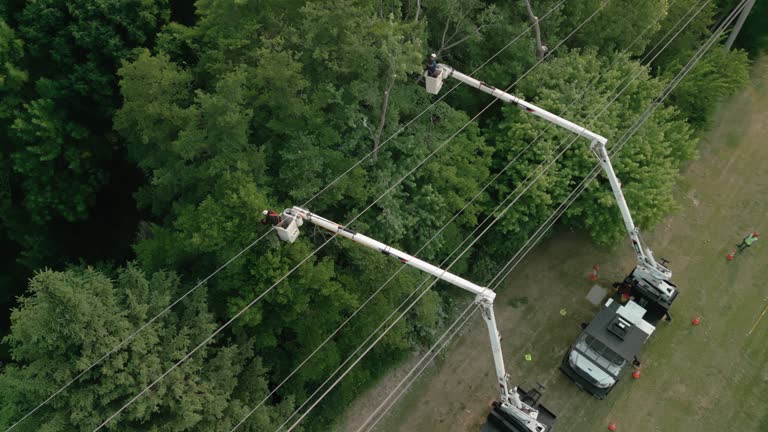 Best Emergency Tree Removal  in Ingram, PA