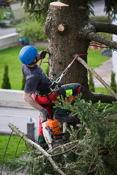 Best Tree Disease Treatment  in Ingram, PA