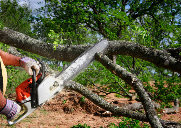 Best Tree Mulching Services  in Ingram, PA